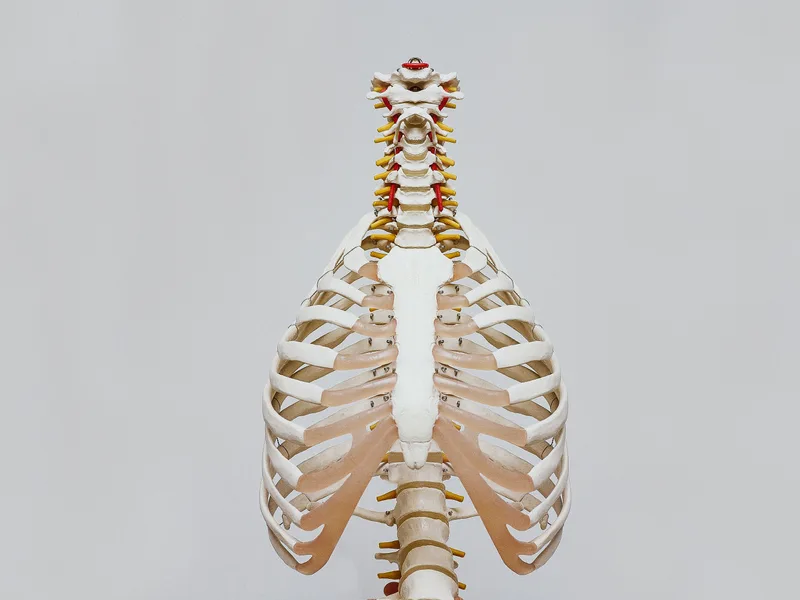 How X-Rays works at Lincoln Park Rehab